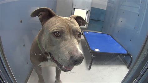 las vegas pound adoption